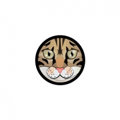 American Shorthair